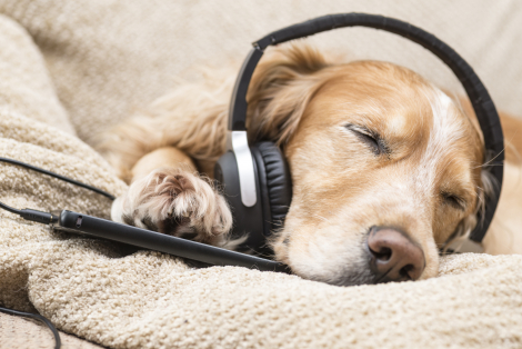 do dogs like music when home alone