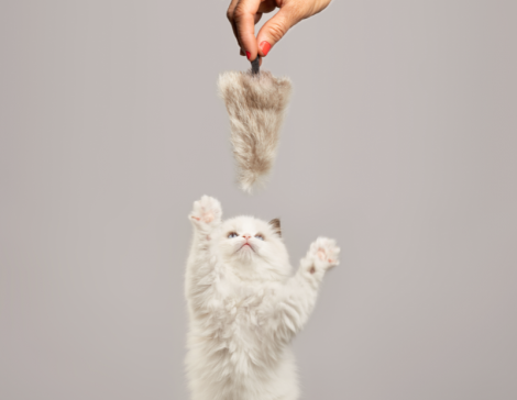 rabbit fur cat toy