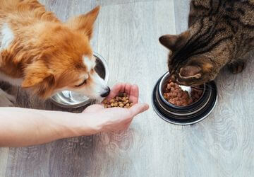 dry food for both cats and dogs