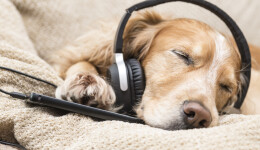 TV and music for pets at home alone