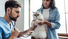 Changes and growth in the US pet industry