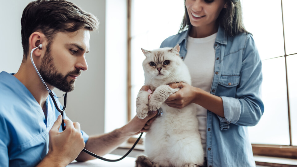 Changes and growth in the US pet industry