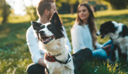 Five key findings from pet parents in 2021