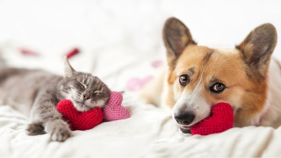 How pet parents spent their money on Valentine’s Day