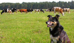 How can raw meat for dogs remain sustainable in the future?