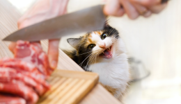 Premiumisation in pet food: beyond ingredients