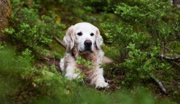 Delving into what pet parents think about sustainability claims