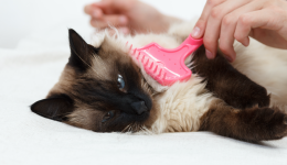 Care and treatment for modern pets