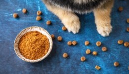 The importance of the right omega-3s in a pet’s diet