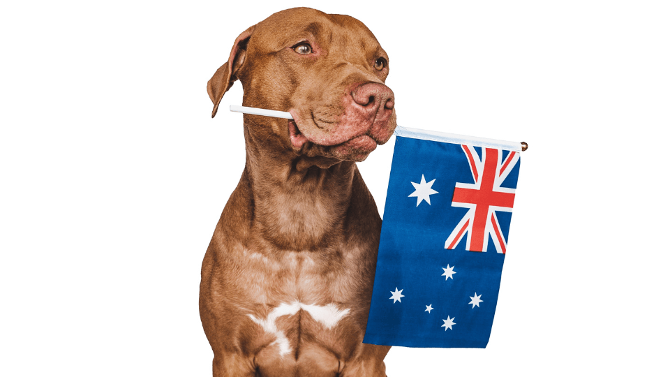 Almost 7 out of 10 Australian households own a pet