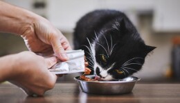 US pet parents remain loyal to their brands