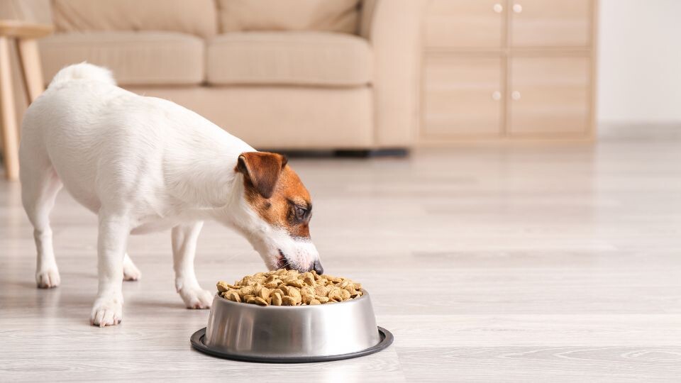 Dog owners recognize diet as a controlling pillar for longevity yet fail to act on it