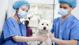 Rising awareness of the need for pet healthcare in Asia