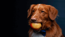Maximizing pet nutrition with apples