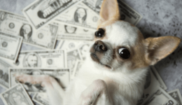 The pet care business is booming – but for how long?