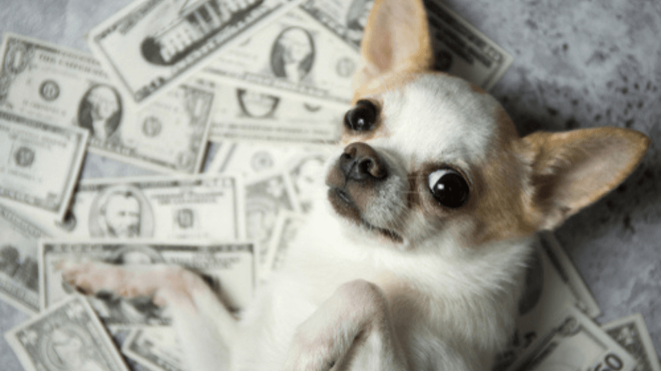 The pet care business is booming – but for how long?