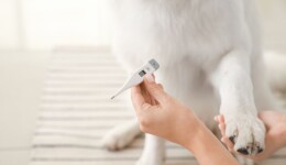 Taking the temperature of the pet thermometer market
