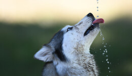 The latest rage in pet supplements: Water additives