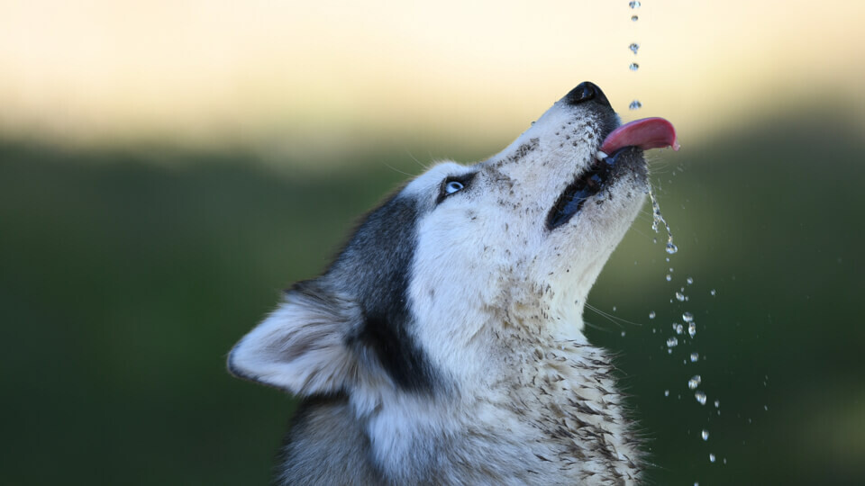 The latest rage in pet supplements: Water additives