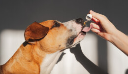 What’s new in the pet supplement sector?