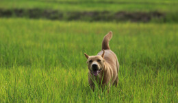 Obesity in dogs: challenges and opportunities