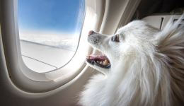 How travel is  driving new market opportunities for pet accessories