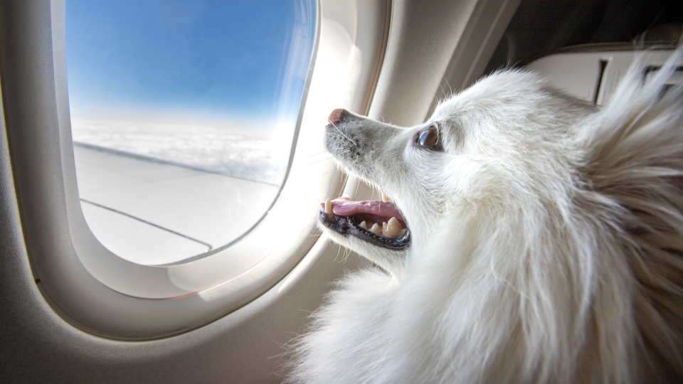How travel is  driving new market opportunities for pet accessories