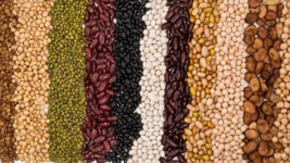 The influence of pulses on pet health