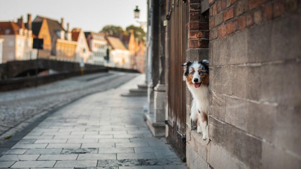 Gaining insight into Belgian pet parents’ purchasing behavior