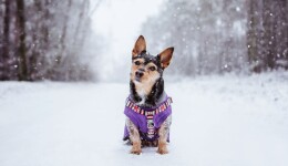 Pampered paws and stylish pooches: winter pet accessories cater to comfort, safety and style