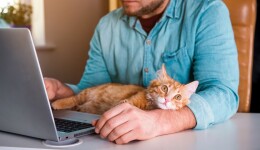 Online pet food shopping trends around the world