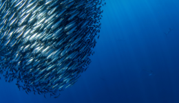 Harnessing protein power: sardines and anchovies as superfoods