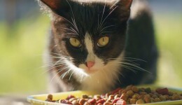 Halal pet food – an emerging segment on the global market
