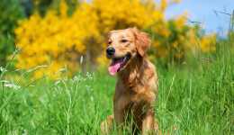 Natural pet health, made simple