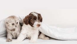 Huge potential for specialized products for puppies and kittens