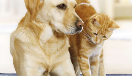 Natural care for high-quality pet food ingredients