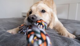 How is inflation still affecting pet owners' spending habits?