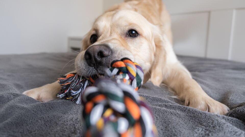 How is inflation still affecting pet owners’ spending habits?
