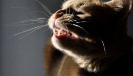 Scrutinizing the science behind allergy- reducing cat food