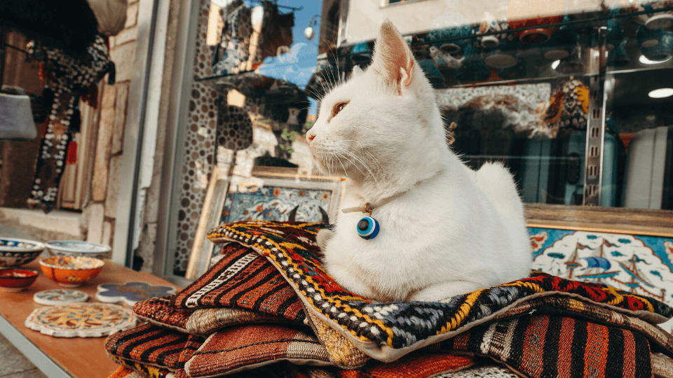 What’s behind Iran’s policy to criminalize pet ownership?