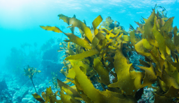 Seaweed: the benefits of this eco-friendly algae