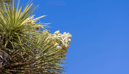 Natural ingredients: The case of yucca and sorghum