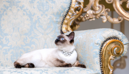 Luxury to the max for pet parents and pets