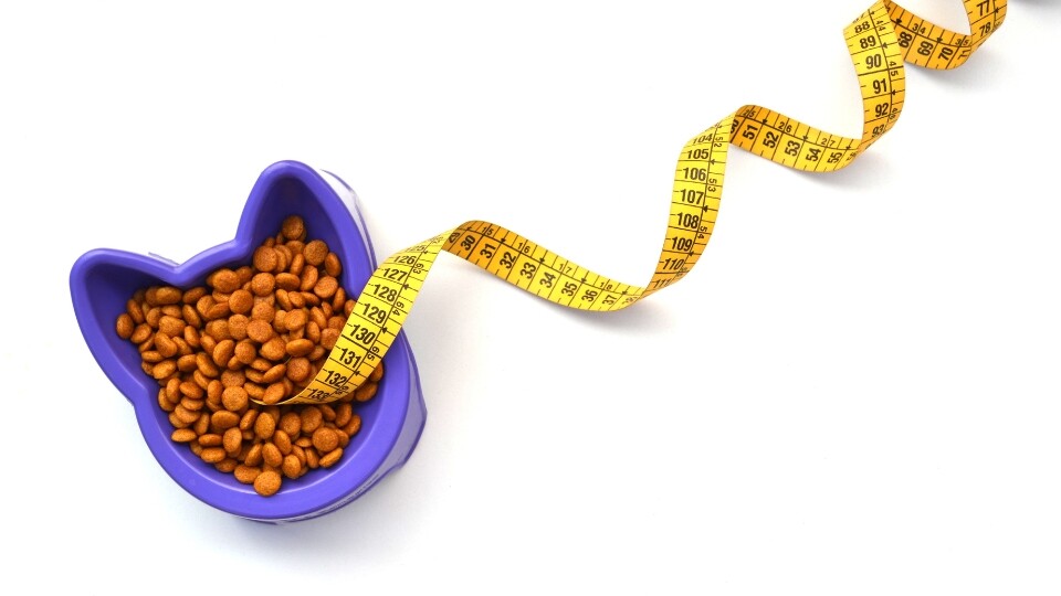 US: majority of pet owners still underestimate pet obesity