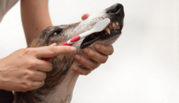 Good pet health starts with a proper toothbrush