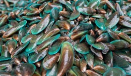 Green-lipped mussel: harnessing the power of marine ingredients