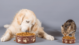 Current challenges for the dry pet food market
