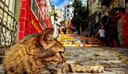 Country report: Brazil - Pet market skyrockets despite global headwinds