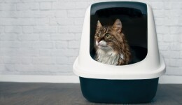 Health and wellness: a new angle for the cat litter sector