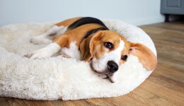 A retail perspective on orthopedic pet beds